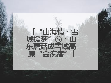 “山海情・雪域援梦”⑤：山东蘑菇成雪域高原“金疙瘩”