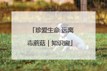 珍爱生命 远离毒蘑菇｜知识窗
