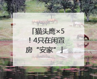 猫头鹰×5！4只在闲置房“安家”