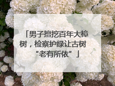 男子擅挖百年大樟树，检察护绿让古树“老有所依”
