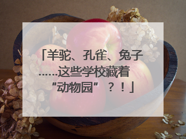 羊驼、孔雀、兔子……这些学校藏着 “动物园”？！