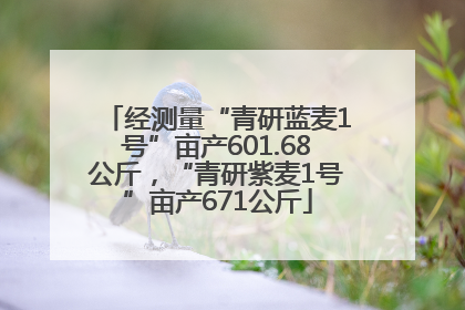 经测量“青研蓝麦1号”亩产601.68公斤，“青研紫麦1号”亩产671公斤