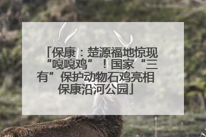 保康：楚源福地惊现“嘎嘎鸡”！国家“三有”保护动物石鸡亮相保康沿河公园