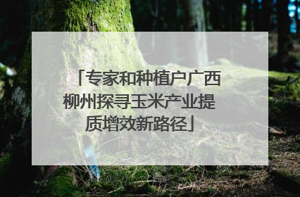 专家和种植户广西柳州探寻玉米产业提质增效新路径