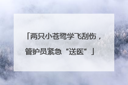 两只小苍鹭学飞刮伤，管护员紧急“送医”