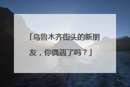 乌鲁木齐街头的新朋友，你偶遇了吗？