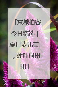 京城拍客今日精选｜夏日麦儿黄，莲叶何田田