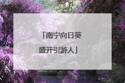 南宁向日葵盛开引游人
