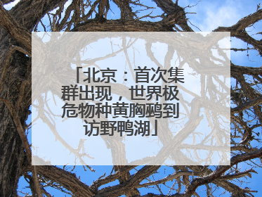 北京：首次集群出现，世界极危物种黄胸鹀到访野鸭湖