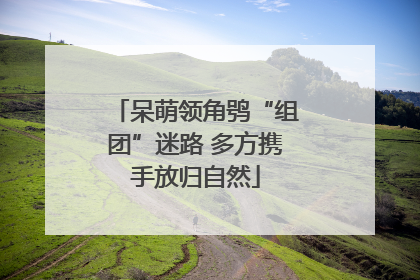 呆萌领角鸮“组团”迷路 多方携手放归自然
