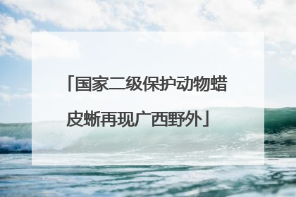 国家二级保护动物蜡皮蜥再现广西野外