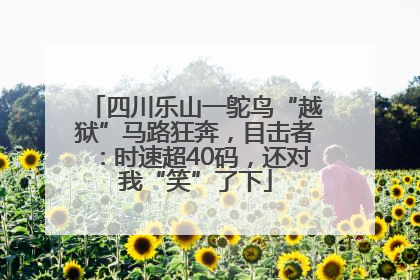 四川乐山一鸵鸟“越狱”马路狂奔，目击者：时速超40码，还对我“笑”了下