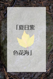夏日紫色花海