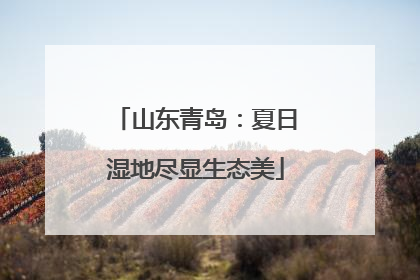 山东青岛：夏日湿地尽显生态美