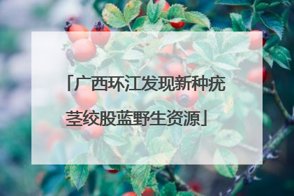 广西环江发现新种疣茎绞股蓝野生资源