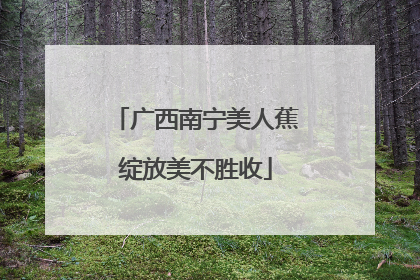 广西南宁美人蕉绽放美不胜收