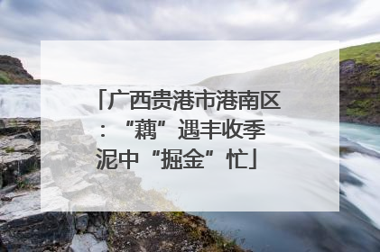 广西贵港市港南区：“藕”遇丰收季 泥中“掘金”忙