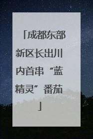 成都东部新区长出川内首串“蓝精灵”番茄