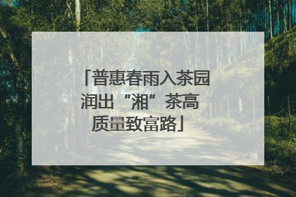 普惠春雨入茶园 润出“湘”茶高质量致富路