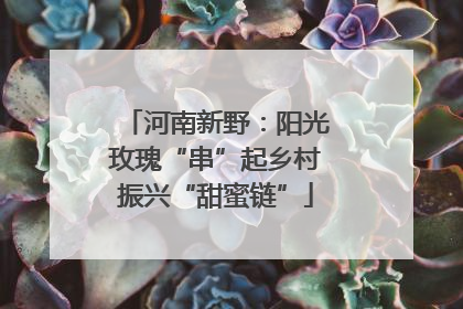 河南新野：阳光玫瑰“串”起乡村振兴“甜蜜链”