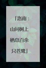 洛南：山间树上栖息百余只苍鹭