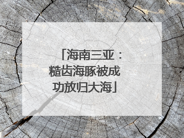 海南三亚：糙齿海豚被成功放归大海
