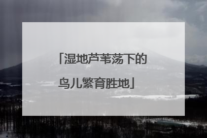 湿地芦苇荡下的鸟儿繁育胜地