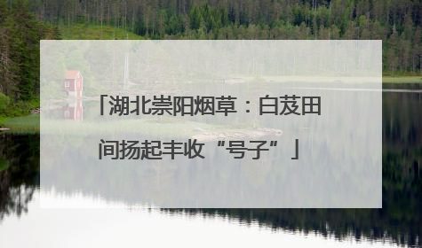 湖北崇阳烟草：白芨田间扬起丰收“号子”