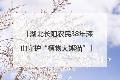 湖北长阳农民38年深山守护“植物大熊猫”