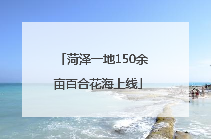 菏泽一地150余亩百合花海上线