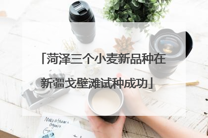 菏泽三个小麦新品种在新疆戈壁滩试种成功