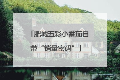 肥城五彩小番茄自带“销量密码”
