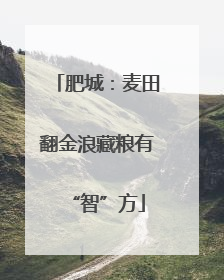 肥城：麦田翻金浪藏粮有“智”方