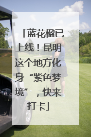 蓝花楹已上线！昆明这个地方化身“紫色梦境”，快来打卡