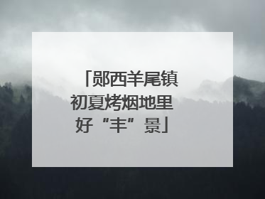 郧西羊尾镇初夏烤烟地里好“丰”景