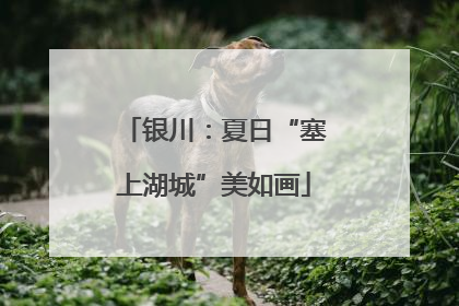 银川：夏日“塞上湖城”美如画