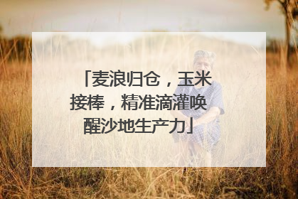 麦浪归仓，玉米接棒，精准滴灌唤醒沙地生产力