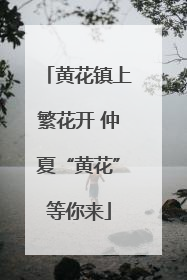 黄花镇上繁花开 仲夏“黄花”等你来
