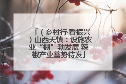 （乡村行·看振兴）山西天镇：设施农业“棚”勃发展 辣椒产业蓄势待发