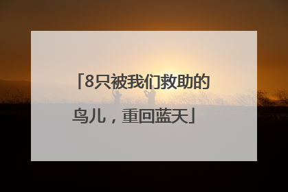 8只被我们救助的鸟儿，重回蓝天